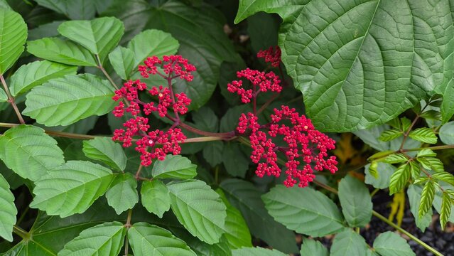 Red Leea Flower Buds Among Lush Green Tropical Foliage