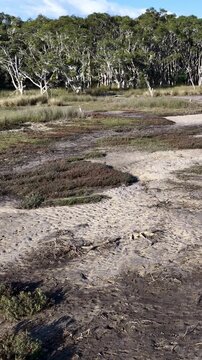 Wetland Salt Marsh with Coastal Mangrove Forest Background