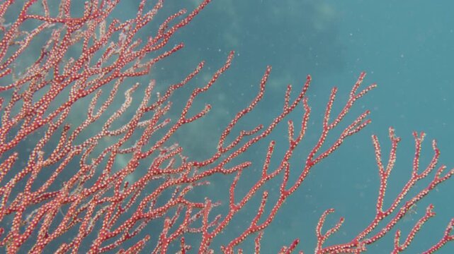 Healthy corals of the coral reef in the Misool Archipelago, Raja Ampat, Indonesia