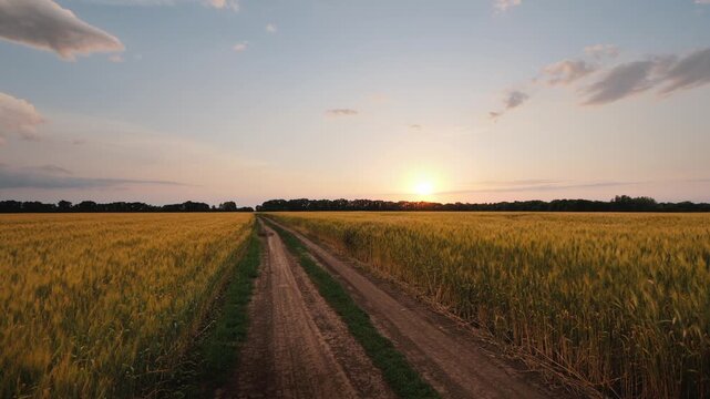 A serene sunset over a golden wheat field, with a long, rustic dirt road leading through the heart of the rural landscape.