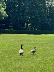 duck on the grass © Wentao