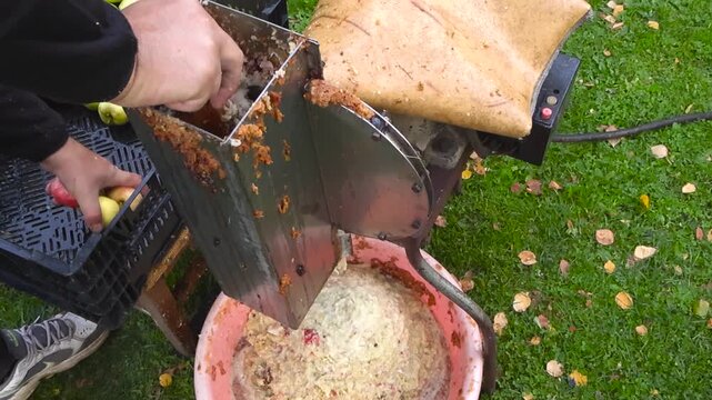 Fresh apples being put into a grinder machine to make pomace for cider or juice. The process shows the fruit being crushed into a pulp collected in a bucket on a green lawn with fallen leaves