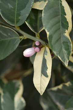 Variegated  lemon flower bud - Latin name - Citrus x limon Variegata