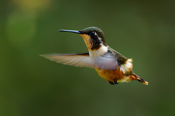 Obraz premium White-bellied Woodstar Chaetocercus mulsant female hummingbird flying in mid-air, small bird with long bill and buff belly in Andes mountain forest of Colombia, beautiful wildlife bird photo