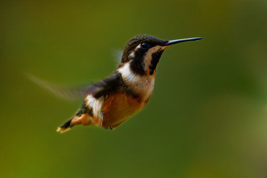 White-bellied Woodstar Chaetocercus mulsant hovering hummingbird with motion-blurred wings, tiny bird flying in green Andean mountain forest of Colombia, detail close-up of wildlife in South America
