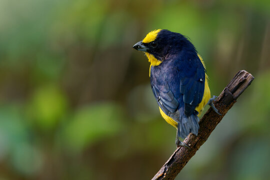 Thick-billed Euphonia Euphonia laniirostris, male finch with blue back and yellow cap sitting on old branch, colourful small bird in green rainforest of Colombia, South America wildlife