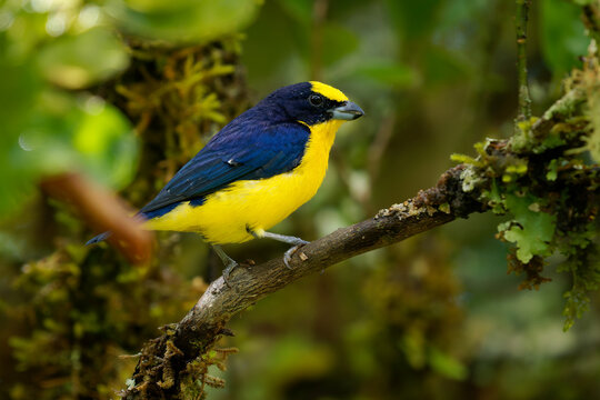 Thick-billed Euphonia Euphonia laniirostris, colourful male bird perched on mossy branch in green Andean cloud forest, yellow and blue small songbird in nature habitat of Colombia, South America