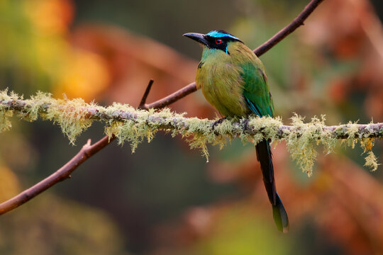 Andean Motmot Momotus aequatorialis sitting on branch covered with old man's beard lichen, green exotic bird with long racket tail in orange autumn Andes mountain forest of Colombia, South America