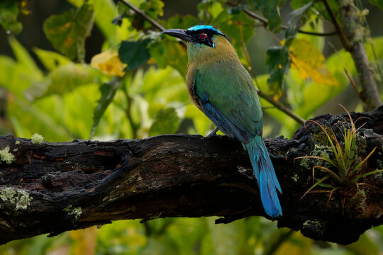 Andean Motmot Momotus aequatorialis, colourful green and blue bird with long tail perched on dark mossy trunk with bromeliad in green forest, wildlife nature from Andes of Colombia, South America