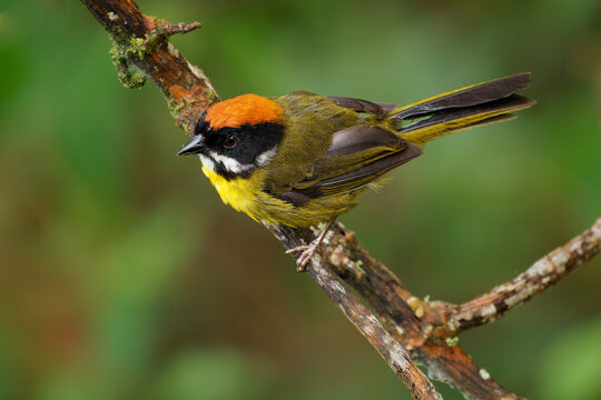 Moustached Brushfinch Atlapetes albofrenatus, colourful sparrow with orange cap and yellow throat sitting on mossy branch, endemic bird of Andes mountains of Colombia and Venezuela, South America