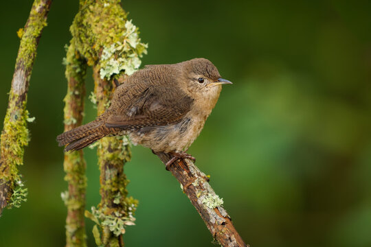 Southern House Wren Troglodytes musculus, little brown wren with barred wings and tail sitting on mossy twig in green forest, cute small bird from Colombia, tropical South America wildlife