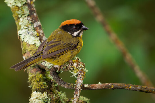Moustached Brushfinch Atlapetes albofrenatus perched on twig covered with lichen, olive yellow songbird with rufous crown in green forest, Andean mountain bird endemic to Colombia, South America