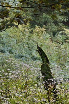 Markantes Totholzst&uuml;ck in einem Wald