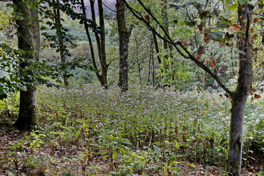 Waldlichtung mit Doldenbl&uuml;tlern