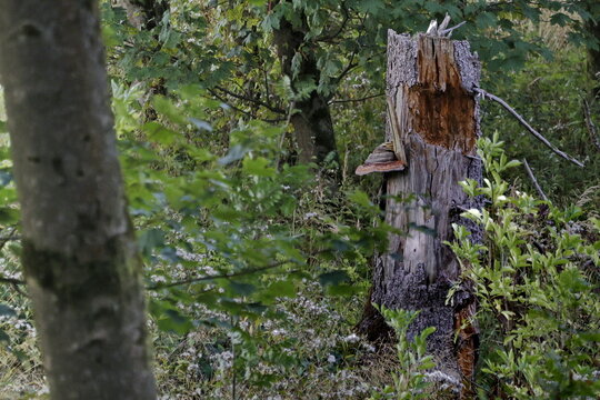 Toter Baum mit Baumpilz im Wald