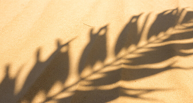 delicate diagonal shadow of palm leaf frond cast across golden textured beach sand under warm bright direct sunlight outdoors summer background