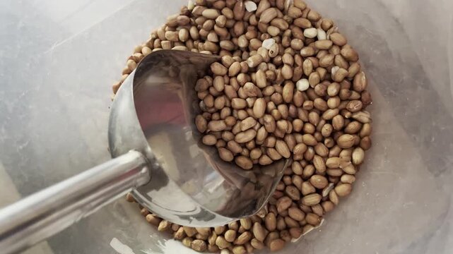 Raw Peeled Peanuts in Container with Stainless Steel Metal Scoop