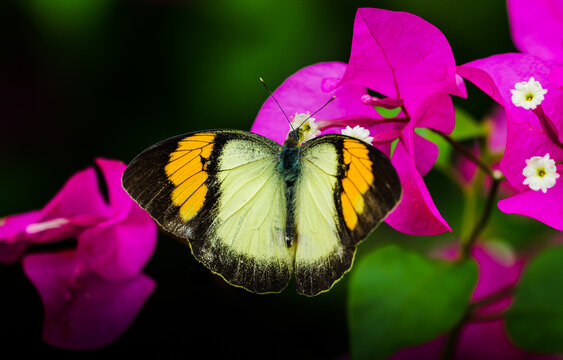 Maybe a close-up of an orange-pink butterfly feeding on bougainvillea pollen