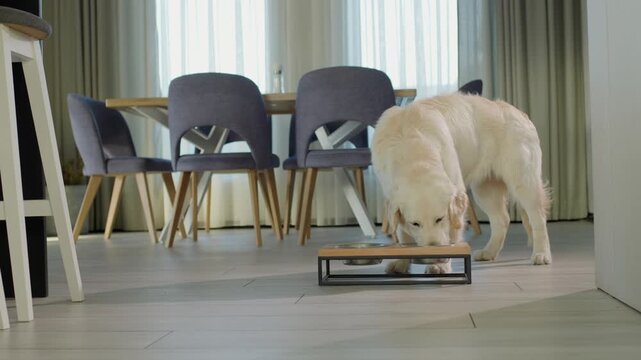 A happy golden retriever puppy enjoys a delicious meal from a bowl, captured in a heartwarming indoor moment with natural light.