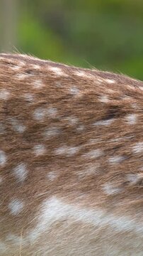 Close Up of Spotted Fur Texture on Grazing Fallow Deer