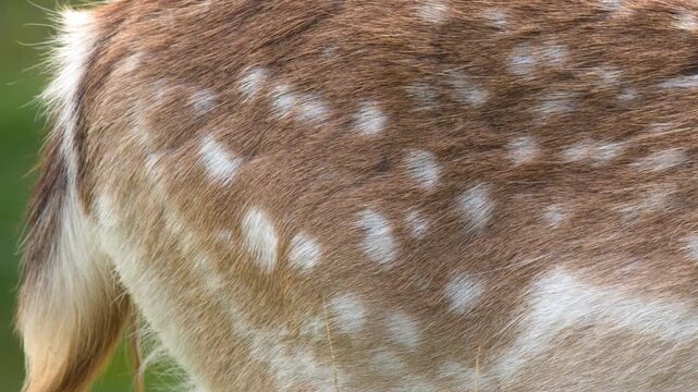 Close Up of Spotted Fallow Deer Coat and Fur Texture