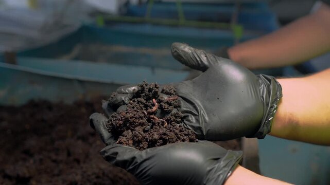 Close-up of gloved hands holding rich soil mixed with red worms, essential for organic composting and vermiculture in sustainable agriculture practices.