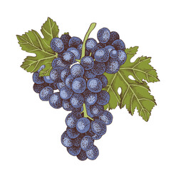 Obraz premium Blue grapes cluster with leaves hand sketched vector