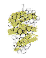 Obraz premium White grapes cluster hand sketched vector
