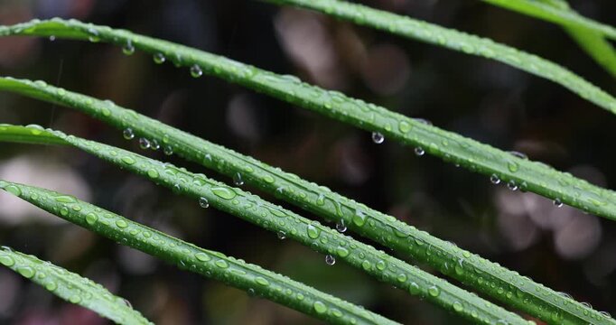 Vibrant green palm tree leaves covered in water drops with a multi-coloured soft-focused dark background. Captured in slow motion on a rainy day.