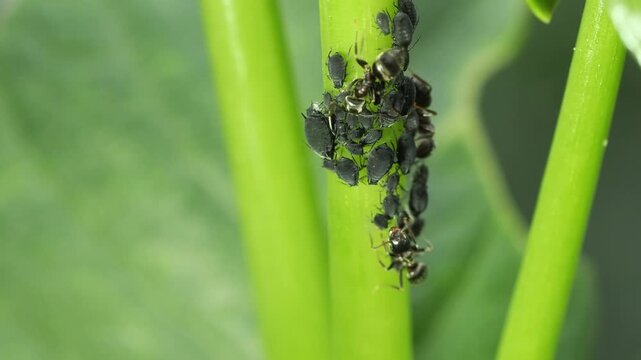 Ants tending to a colony of black aphids on a green plant stem