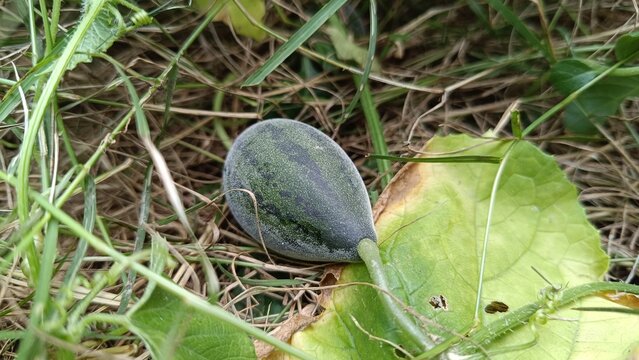 A picture of a small wild variety of melon or cucumber with selective focus