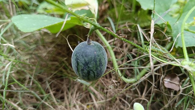 A picture of a small wild variety of melon or cucumber with selective focus