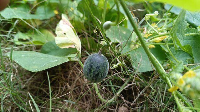 A picture of a small wild variety of melon or cucumber with selective focus