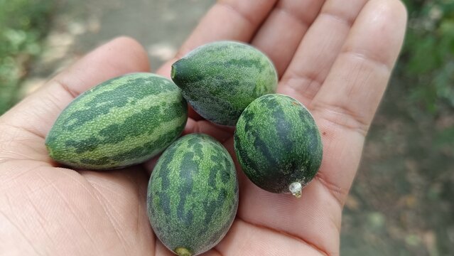 A hand holding small wild variety of melon or cucumber with selective focus