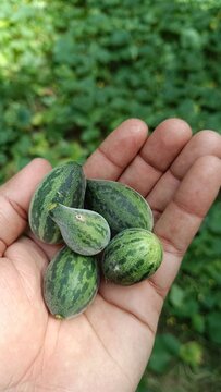 A hand holding small wild variety of melon or cucumber with selective focus
