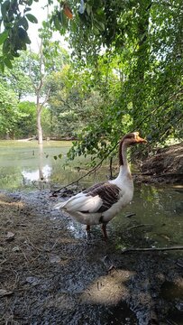A picture of goose duck with selective focus