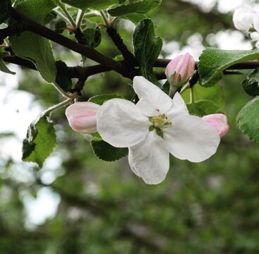 Close-up of delicate white and pink apple blossoms blooming on a tree branch in early spring.