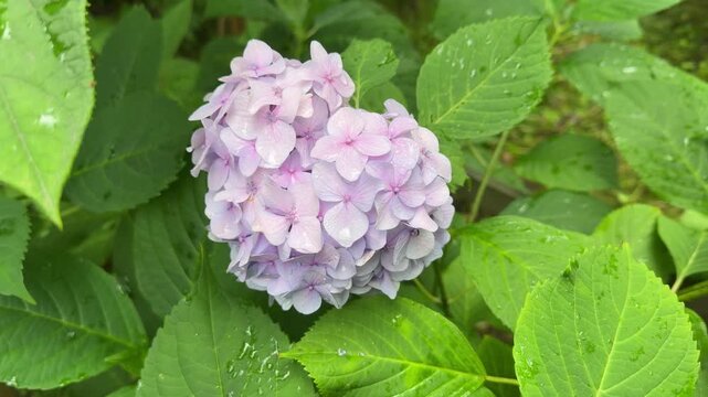 Delicate lavender hydrangea blooms with dewdrops, Hydrangea macrophylla amid lush green foliage