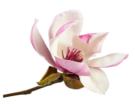Pink and white Lily Magnolia flower with exposed stamens and fuzzy buds on a branch, isolated on transparent background with clipping path for botanical and floral design.