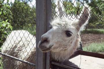 Obraz premium Fluffy white llama close-up portrait behind a wire fence in a zoo