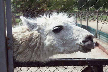 Obraz premium Fluffy white llama close-up portrait behind a wire fence in a zoo