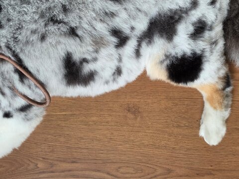 A close-up of a merle-coated dog (likely an Australian Shepherd) with amber-brown eyes, a white muzzle, mottled black-gray-and-tan fur, and a brown leash, lying on a wooden floor.