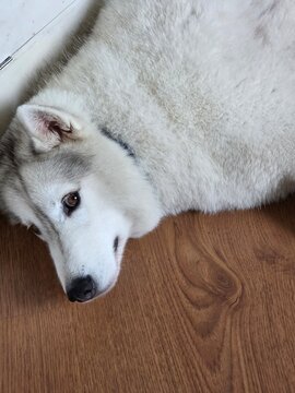 A fluffy white-and-gray husky lies on a wooden floor, looking calmly toward the camera with warm brown eyes.