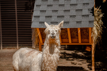 Obraz premium Fluffy alpacas standing on a farm.