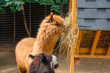 Obraz premium Fluffy alpacas standing on a farm.