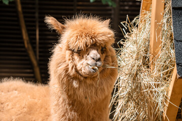 Obraz premium Fluffy alpacas standing on a farm.