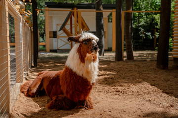 Obraz premium Fluffy alpacas standing on a farm.