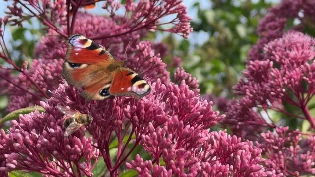 Peacock butterfly on pink sedum with honeybee, Aglais io amid vibrant flowering clusters