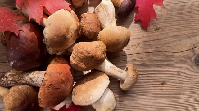 Fresh edible autumn mushrooms on wooden table