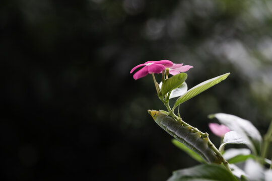 Green caterpillar on the periwinkle flower twig